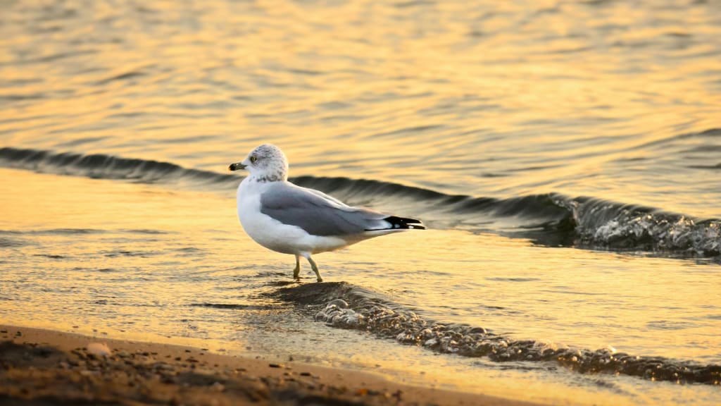 A seagull stands at the water's edge on a sandy beach with gentle waves, under a golden sunset.